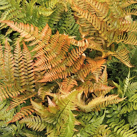green ferns turning orange