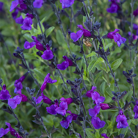 vibrant purple flowers on ignition salvia