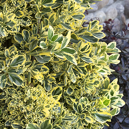 green euonymus leaves with cream edges