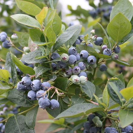 Jubilee Blueberry