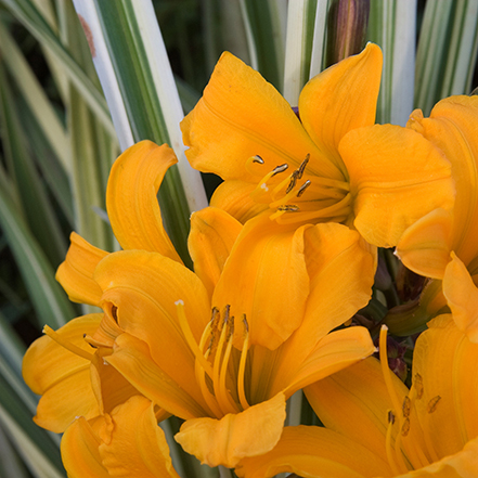 orange daylily flowers with green and white striped leaves