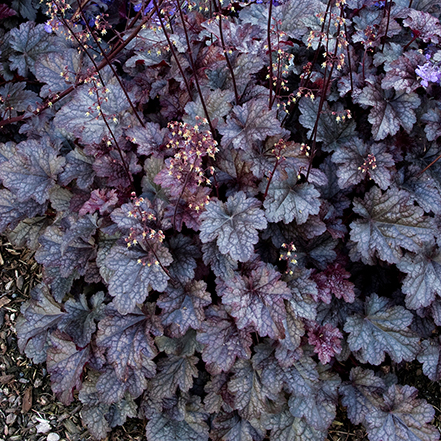 purple coral bells leaves