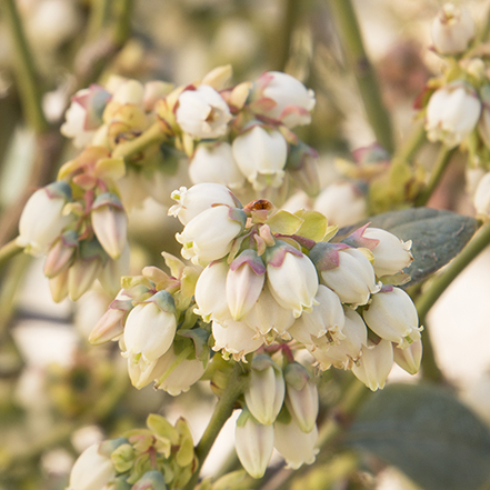 Bountiful Blue® Blueberry