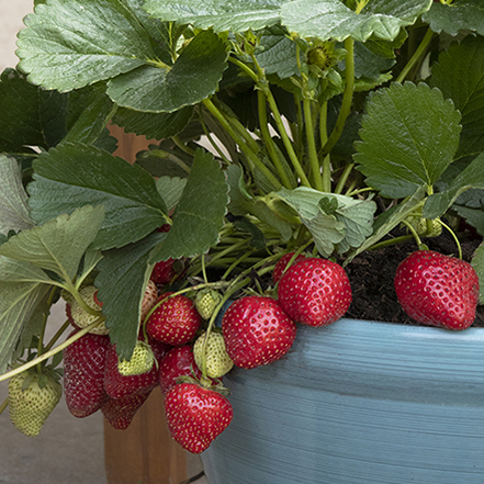 strawberry plant goriwing in a container