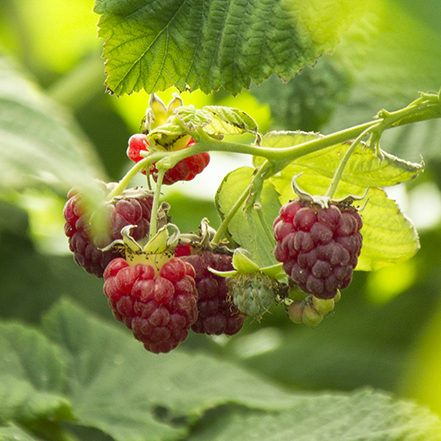 Canby Red Raspberry