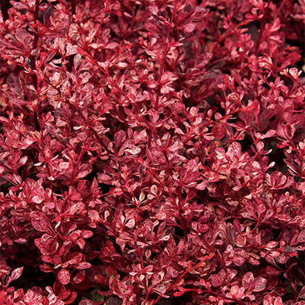 red barberry leaves are great for adding texture and color to the garden