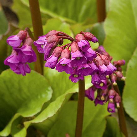 heart leaved bergenia with pink flower