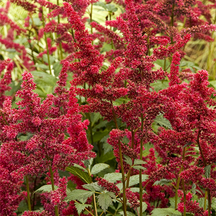 red astilbe flowers