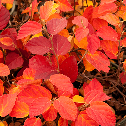 dwarf fothergilla