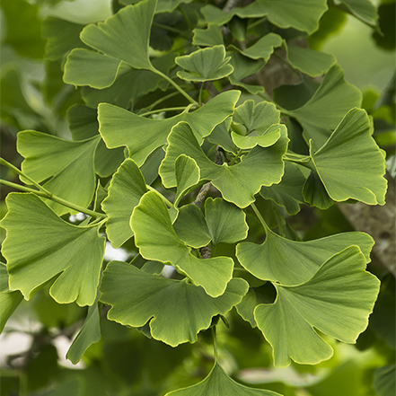 green ginkgo leaves