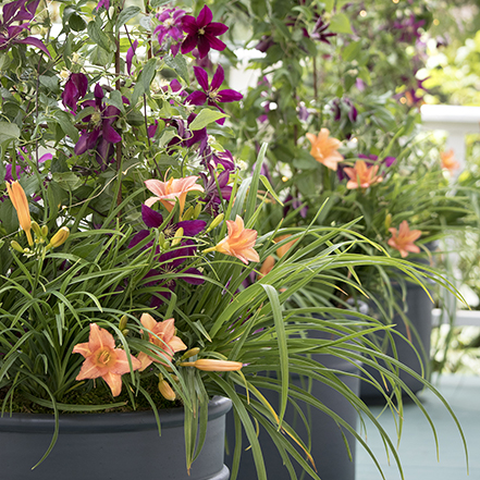 orange dwarf daylily flowers and purple clematis flowers in container