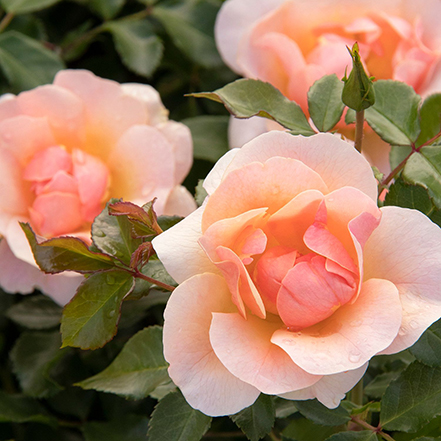 peach rose flower