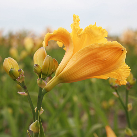 yellow daylily flower with field of flowers in background