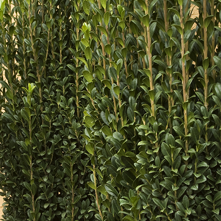 sky pencil japanese holly