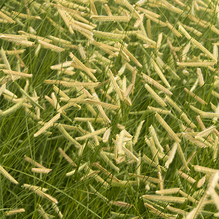 blonde ambition blue grama grass