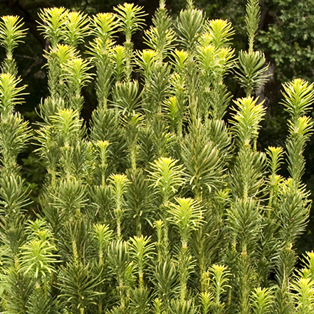 441sqCephalotaxus-Upright-Japanese-Yew