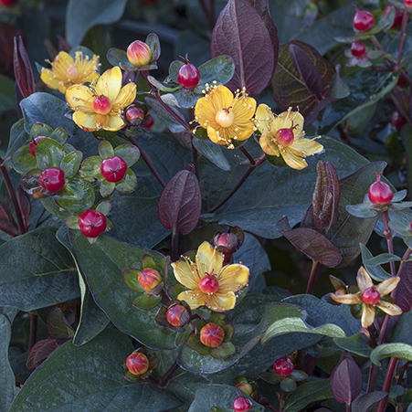 441sqHypericum-FloralBerry-Sangria