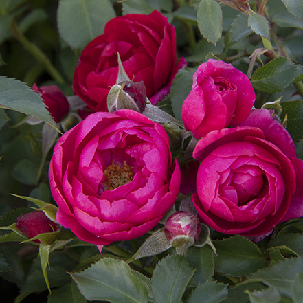 441sqRosa_Nitty_Gritty_Pink_08-0126-007_2208