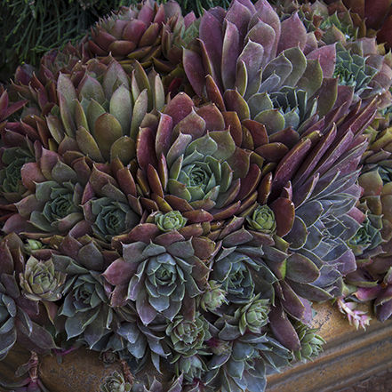 441sqSempervivum-Krebs-06561