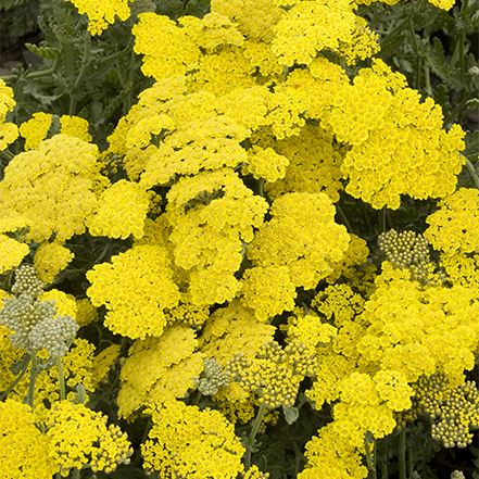 yellow yarrow flowers