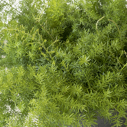 fine green texture of sprenger asparagus fern