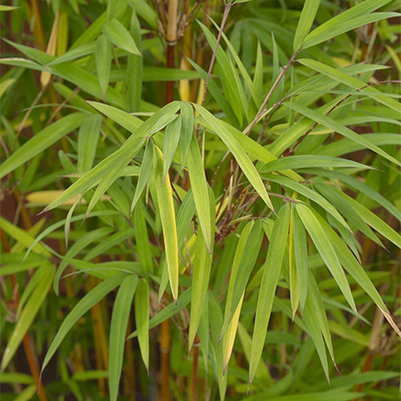 golden goddess bamboo leaves