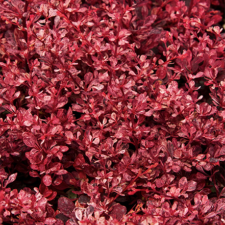 red barberry leaves