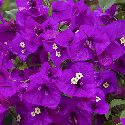 purple bougainvilla flowers