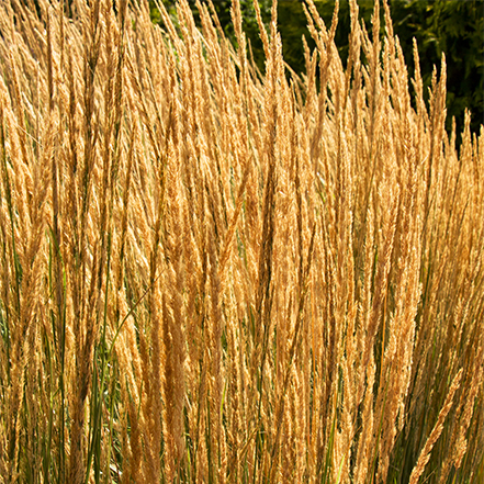 overdam feather reed grass has rich gold foliage