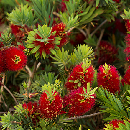 bottlebrush with bright red flowers and green foliage