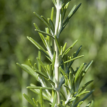 rosemary leaves and stem