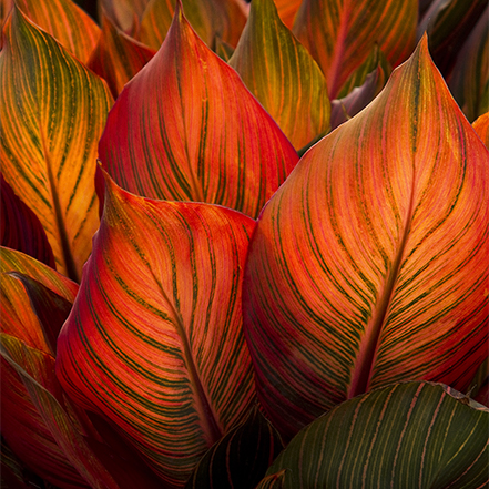 backlit red canna leaves