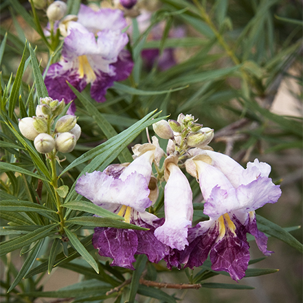 purple and white flowers of desert beauty willow