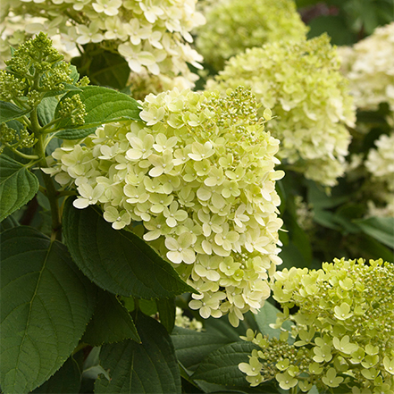 lime green and white hydrangea flowers with green leaves