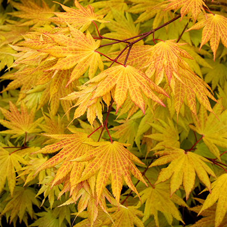 gold and orange leaves on autumn moon fulklmoon maple