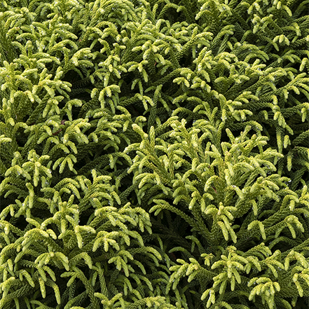 fine green texture of dwarf japanese cedar