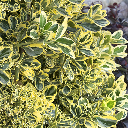 green and cream euonymous leaves with creamy flowers