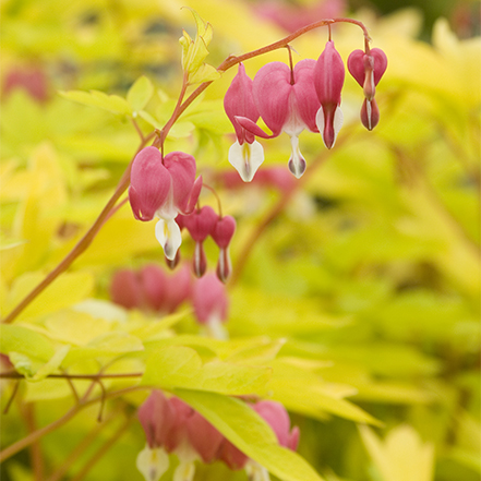 pink bleeding heart flowers and chartreuse leaves