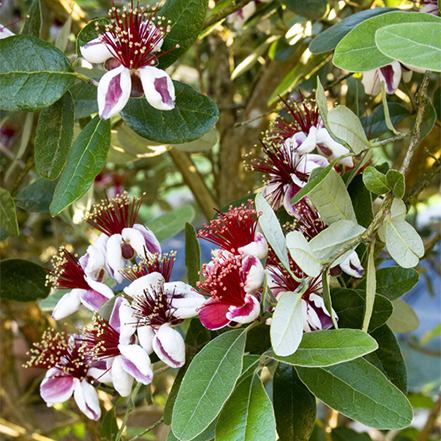 pink and white flowers of pineapple guava