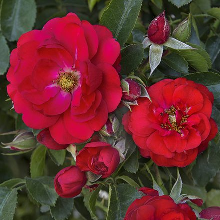 scarlet red roses