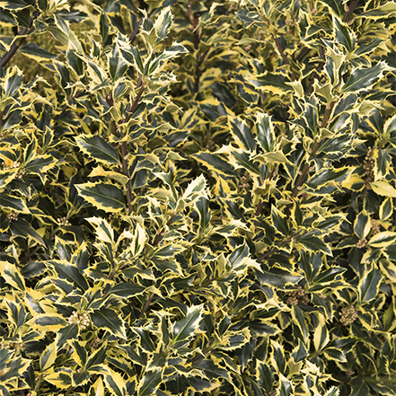 green english holly leaves with gold edging