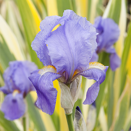 purple bearded iris flower