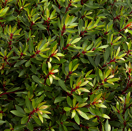 green leaves and red stems of mountain pepper