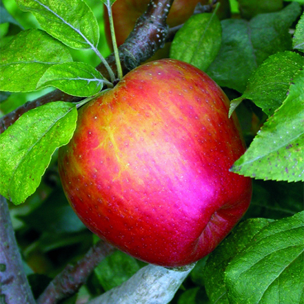 honeycrisp apple