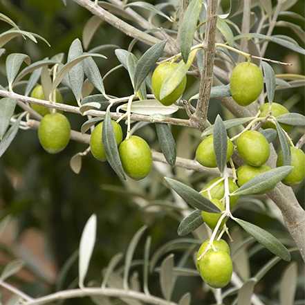 green olive fruit and narrow, light green foliage