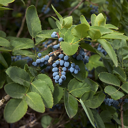 blue berries on oregon grape shrub