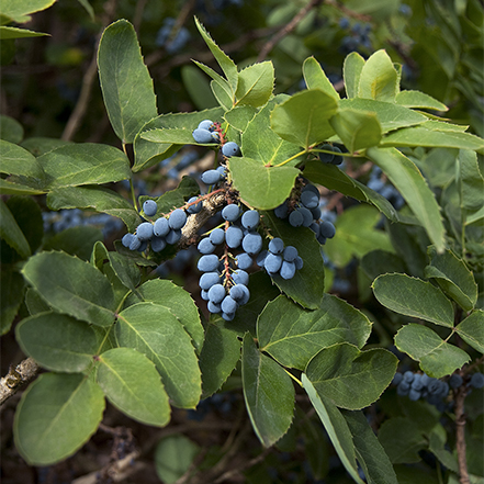 creeping oregon grape with blue berries and green leavesd