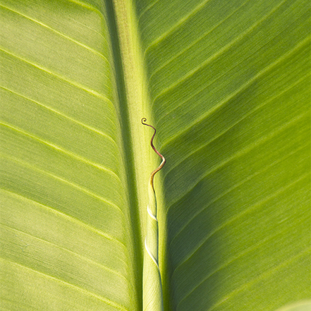 hardy banana leaf
