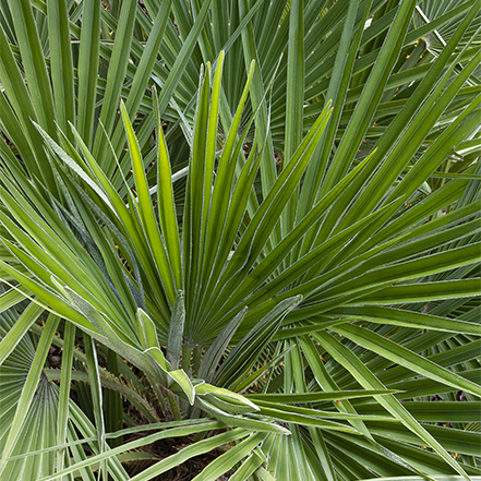 fan palm leaves