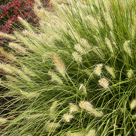 dwarf fountain grass plumes